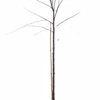 H�ngebirke 'Laciniata'