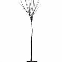 Blutpflaume Prunus cerasifera 'Nigra'