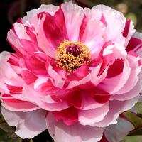 Pivoines arbustives
