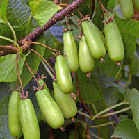 Kiwi arctique