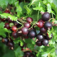 Casseille Jogusto� (Confi�Beere)