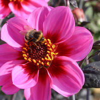 Dahlia Happy Single