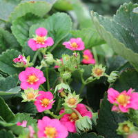 Fraisiers d'ornement, fraisiers � fleurs roses