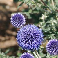 Echinops - Boules azur�es