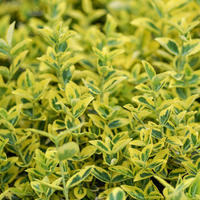 Fusains (Euonymus)