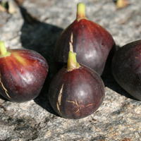 Figues pour r�gions prot�g�es, chaudes et ensoleill�s