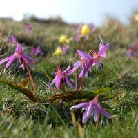 Dent de chien (Erythroniums)