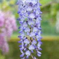 Glycine japonaise