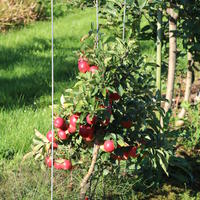 Pommier nain Maloni� Lowfruit� 'Gullivers�'