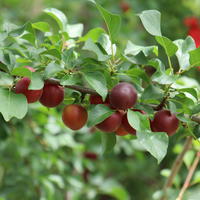 Robusticose� Promessa di Giugno