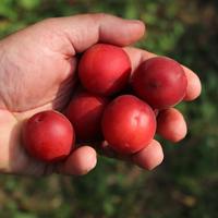 Robustikose� Vesuviana Rossa