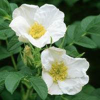 Rosiers � fleurs d'�glantines