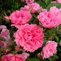 Rosier rugueux 'Pink Grootendorst'