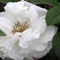 Rosier 'Louise Bugnet'