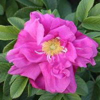 Rosier 'Moje Hammarberg'