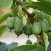Kiwis auto-fertiles