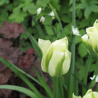 Tulipes vertes - tulipes viridiflora
