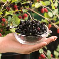 Plantes M�diterran�ennes pour pots