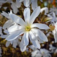Magnolia stellata
