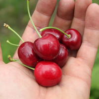 Cerisier doux 'Kordia'