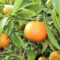 Cl�mentinier