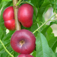 Nectarines plates