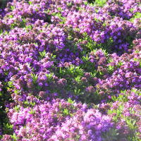 Thym tapissant 'Bressingham Seedling'