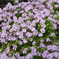 Plantes fruiti�res utiles - plantes de bacs