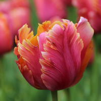 Tulipes perroquet