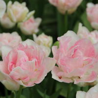 Tulipes doubles