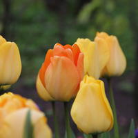 Tulipe Darwin 'Daydream'