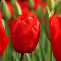 Tulipe de Darwin 'Lalibela'