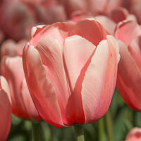 Tulipes Darwin