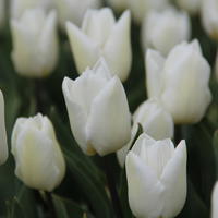 Bulbes � fleurs � forcer