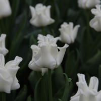 Tulipes Coronet