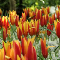 Tulipes multicolores