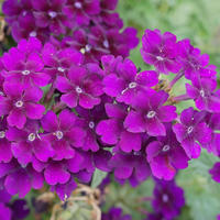 Verveine des jardins