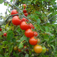 Graines de l�gumes fruits
