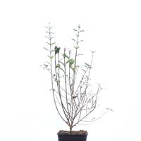 Wintergr�ner Liguster