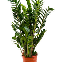 Zamioculcas
