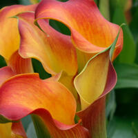 Zantedeschia - Calla