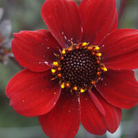 Dahlia pivoine