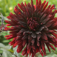 Dahlias noirs