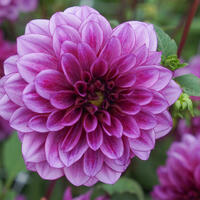 Dahlias lilas