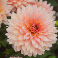 Dahlias nains
