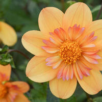 Dahlia collerette