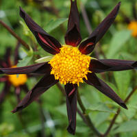 Dahlias orchid�es