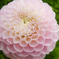 Dahlia pompon