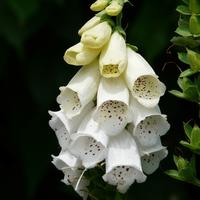 Digitale - Digitalis