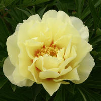 Pivoines Itoh